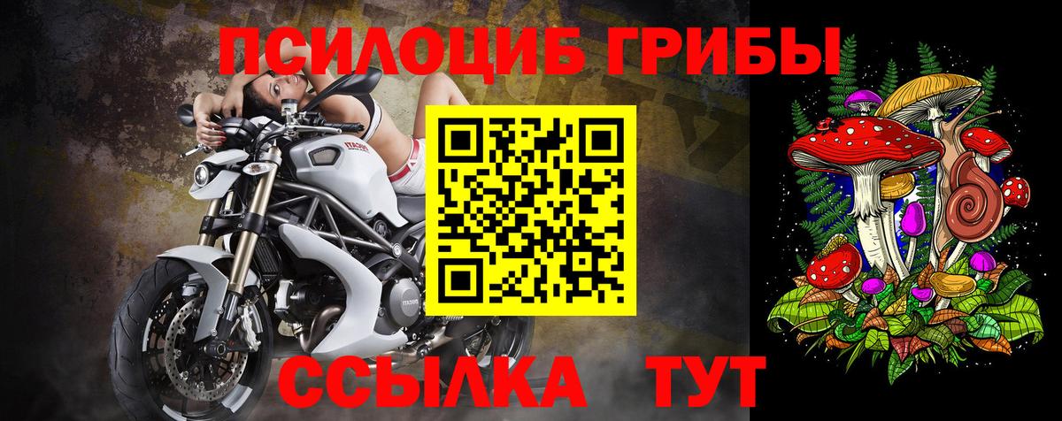 Псилоцибиновые грибы Psilocybe Каспийск